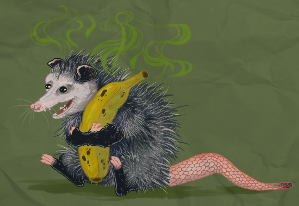 smelly opossum