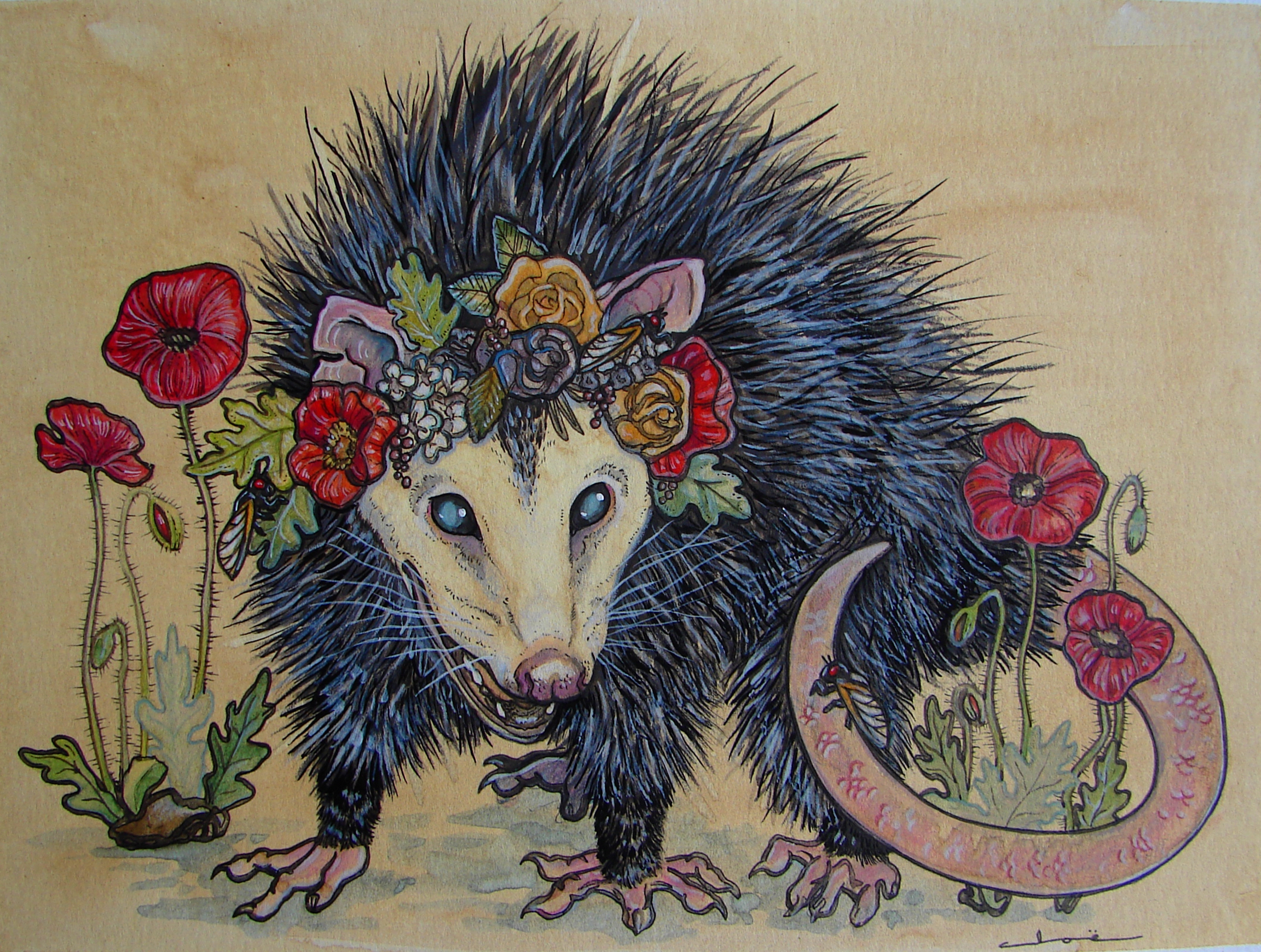 opossum – Illustrations