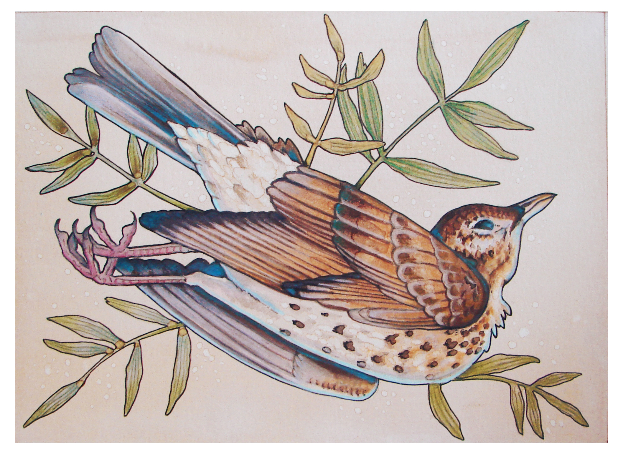 dead bird – Illustrations